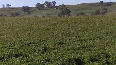 Lucerne Field pasture forage plant