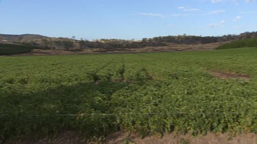 Irrigation of vegetables