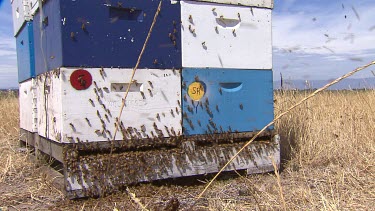 Bees swarming around hive.