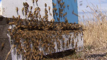 Bees swarming around entrance to hive.