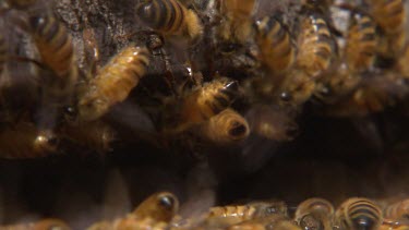 Bees swarming around entrance to hive.