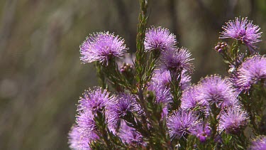Purple wild flowers.
