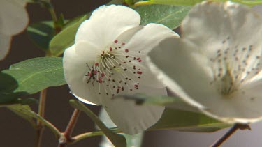 Leatherwood blossoms Tasmanian Leatherwood trees