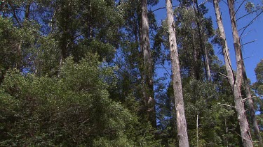 Tasmanian Leatherwood trees with white blossoms.