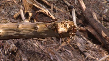 Tasmania. Logging site, see fallen trees. Various.