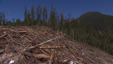 Tasmania. Logging site, see fallen trees. Various.