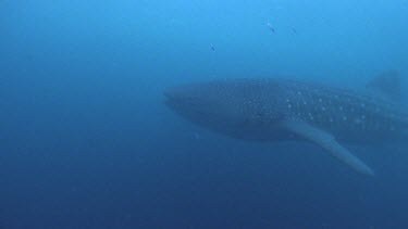 Whale Shark swimming slowly, tail fin waving slowly.