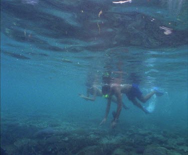 Dugong swimming over forest of seagrass