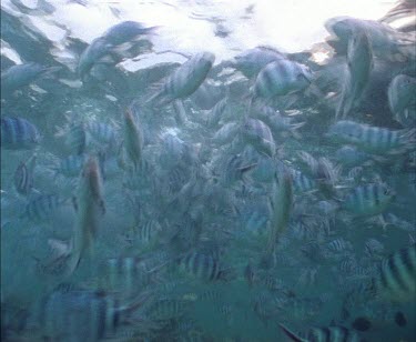 Dolphins swimming. Diver and boat visible in shot.