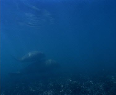 Whale Shark swimming with divers