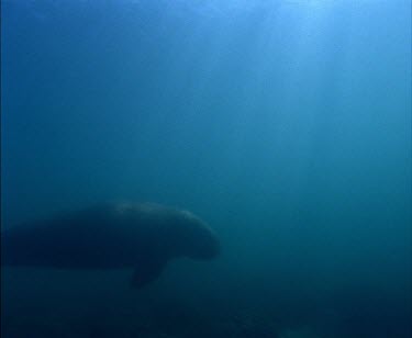 Whale Shark swimming