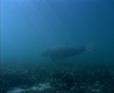 Whale Shark swimming away from camera