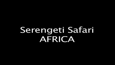 Serengeti Safari AFRICA
