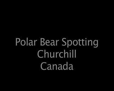 Polar Bear Spottng Churchill Canada