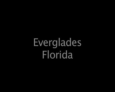 Florida Everglades