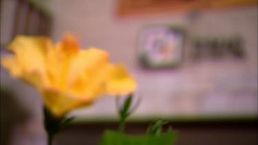 Close up of a yellow flower, refocusing on the sign for the Sumaq Machu Picchu Hotel