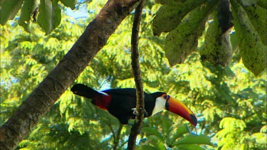 A Toco Toucan in a rainforest canopy