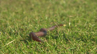 Close up of a earthworm trying to dig a hole.