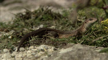 A close up of a lizard standing still on a some rough ground in the sun.