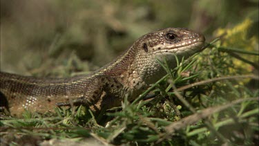 An extreme Close up of a Lizard standing still in the sun.