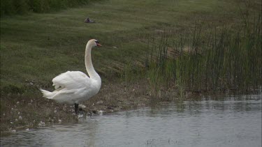 A mute swan is standing by a lake, flapping wings before entering the lake.