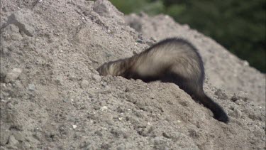 A Close up of a ferret digging in the sand.