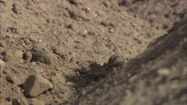 A ferret runs in high speed over a sand field.