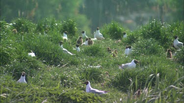 Close up of a group of black headed gulls on a high grassland.