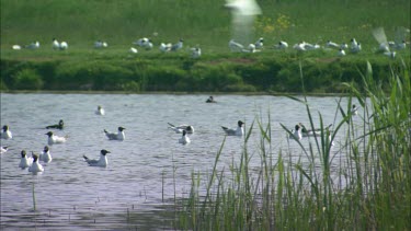 A large group of birds on a small island, lots of activity.