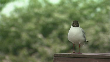 A Close up of a black headed gull on a wood piece.