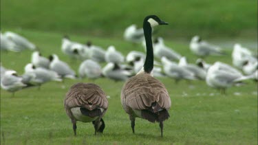 A Close up of two canadien geese, a large group of black headed gulls in the background.