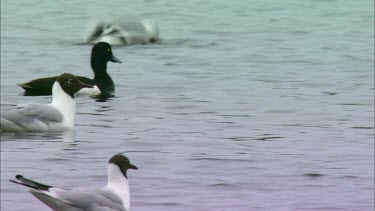 A Close up of birds swimming in a lake.