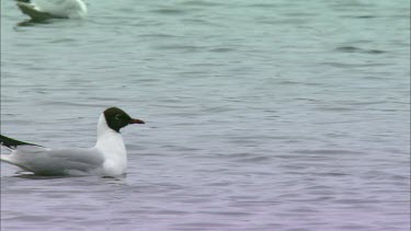 A Close up of some birds swimming in a lake, focus on a blackheaded gull dipping its head over and over again in the water.