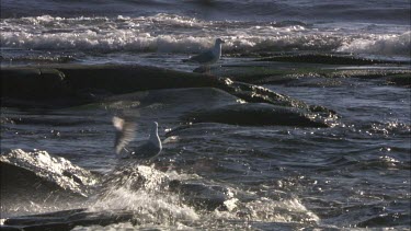 Medium group of grey seals and birds in the swedish archipelago.