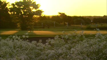 Cow parsley dances in the morning breeze as it longs for the sun.