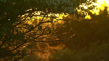 Tree branch waves in the morning breeze.