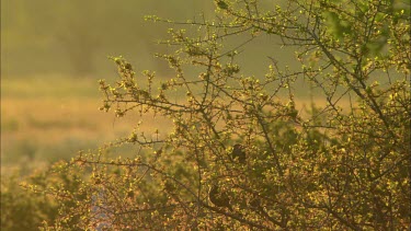 Birds are sitting on a waving bush