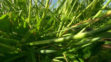 Close up of a grass snake crawling around in the grass