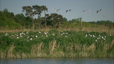 A flock of black headed gulls are flying away