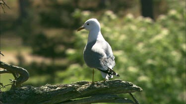 A sea gull standing on a tree branch, watching