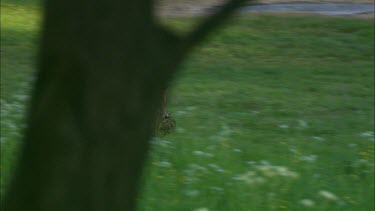 A fox is caring a dead roe deer kid