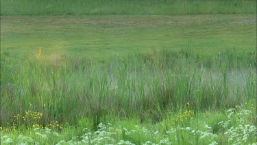 A close up of a pond by the golf course,steam raises from the pond.