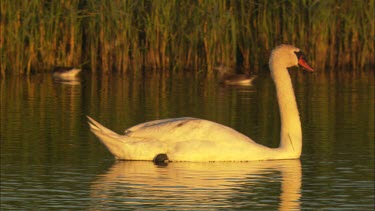 A close up of a calm swan moving forward in a lake, lots of activity in the backround.