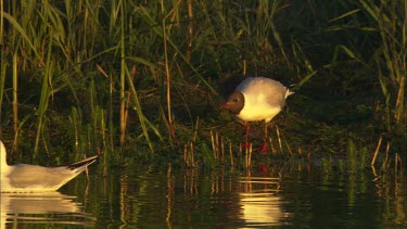 A close up of black headed gulls standing by the shore.