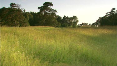 A field of grass in the hard wind a sunny day Sweden.