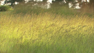 A field of grass in the hard wind a sunny day Sweden.