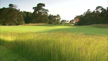 Grass in hard wind, golfcourse in the backround.