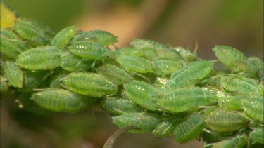 Extreme Close up of plant lices.