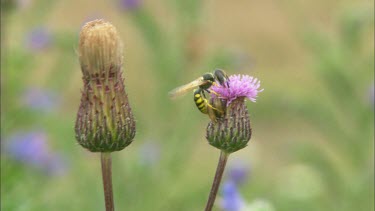 An extreme close up of an insect on a flower.