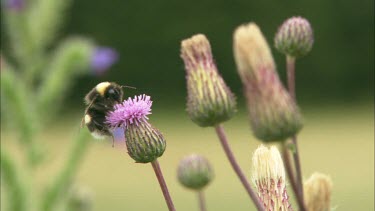 An extreme close up of an insect on a flower